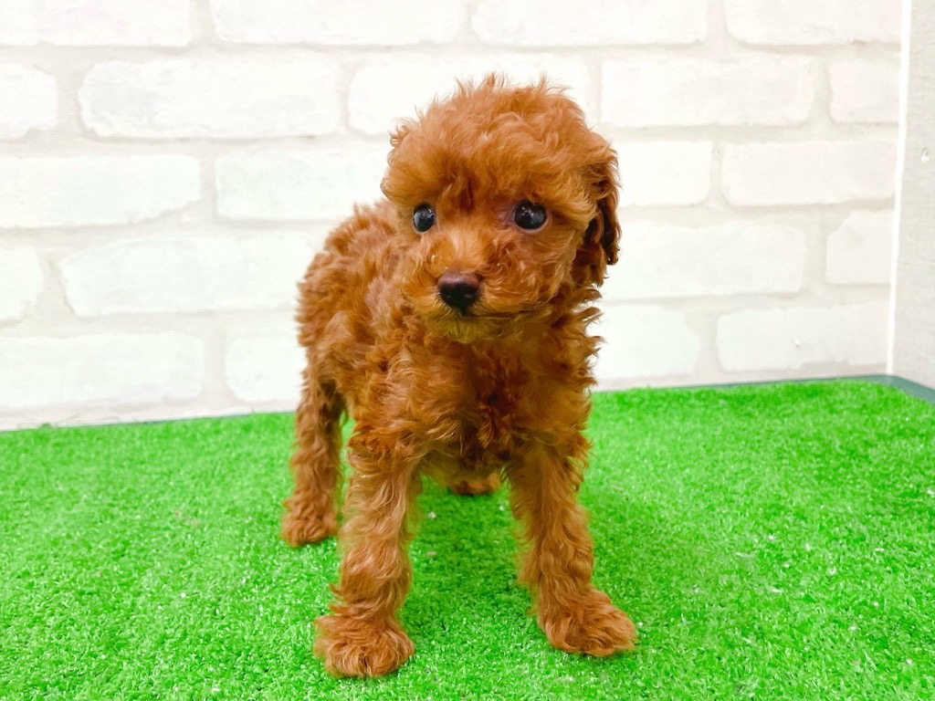 東京都のトイプードル(トイ) (かねだい立川店/2025年12月13日生まれ/女の子/レッド)の子犬の4枚目の画像