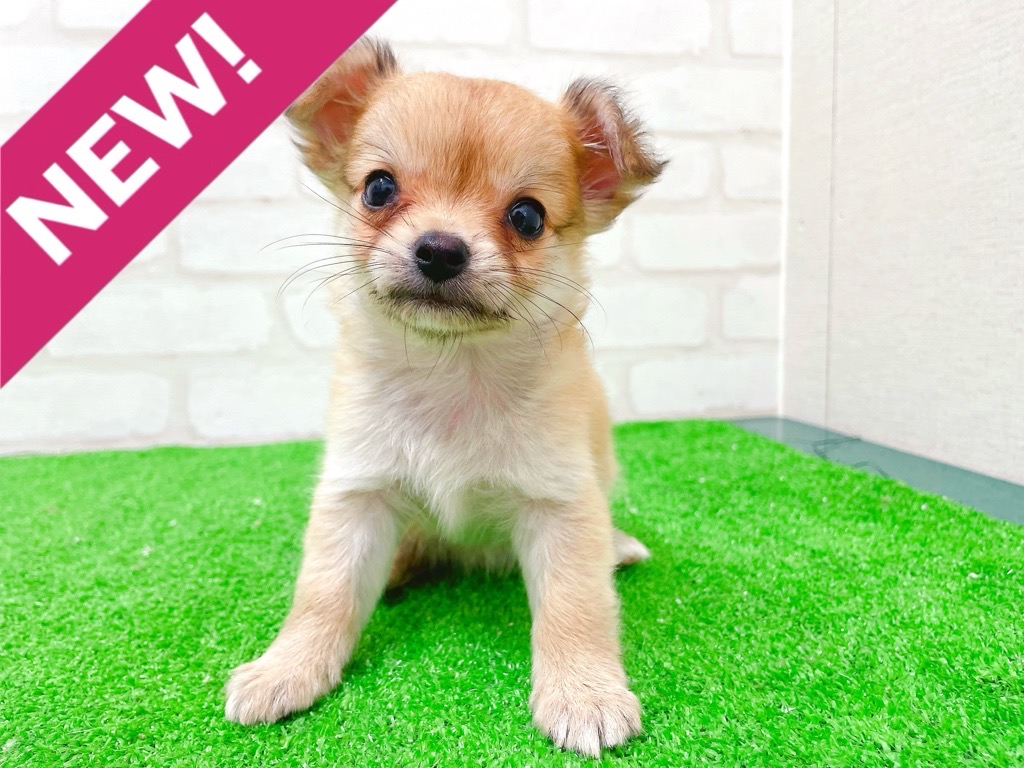 東京都のチワワ(ロング) (かねだい立川店/2025年12月12日生まれ/女の子/レッドホワイト)の子犬の1枚目の画像