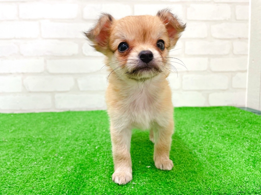 東京都のチワワ(ロング) (かねだい立川店/2025年12月12日生まれ/女の子/レッドホワイト)の子犬の3枚目の画像