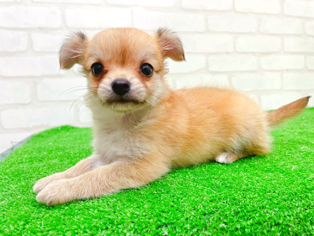 東京都のチワワ(ロング) (かねだい立川店/2025年12月12日生まれ/女の子/レッドホワイト)の子犬の4枚目の画像