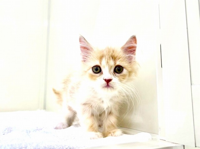 東京都のサイベリアン (かねだい本町田店/2025年11月30日生まれ/女の子/クリームタビーホワイト)の子猫の1枚目の画像