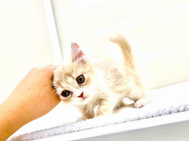 東京都のサイベリアン (かねだい本町田店/2025年11月30日生まれ/女の子/クリームタビーホワイト)の子猫の2枚目の画像