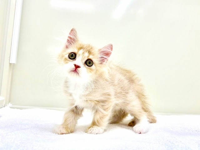 東京都のサイベリアン (かねだい本町田店/2025年11月30日生まれ/女の子/クリームタビーホワイト)の子猫の3枚目の画像