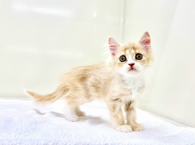東京都のサイベリアン (かねだい本町田店/2025年11月30日生まれ/女の子/クリームタビーホワイト)の子猫の4枚目の画像