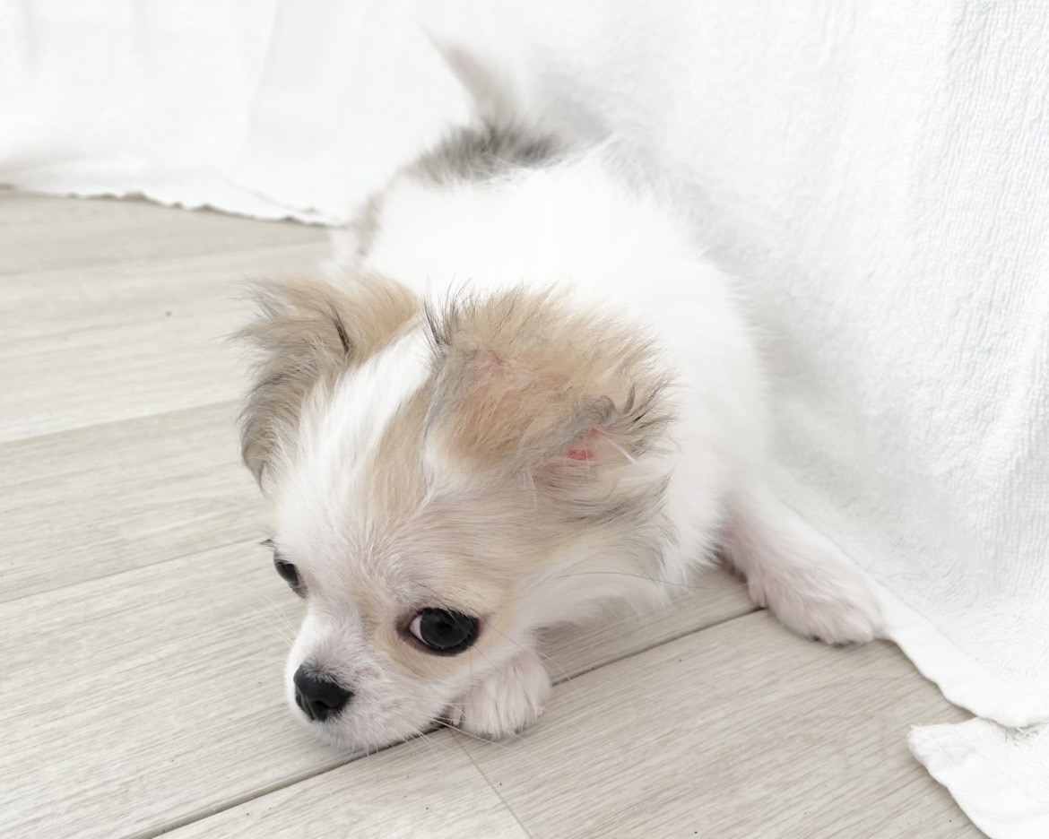 群馬県のチワワ(ロング) (かねだいペットトライアル桐生/2025年10月28日生まれ/女の子/ホワイトレッド)の子犬の4枚目の画像