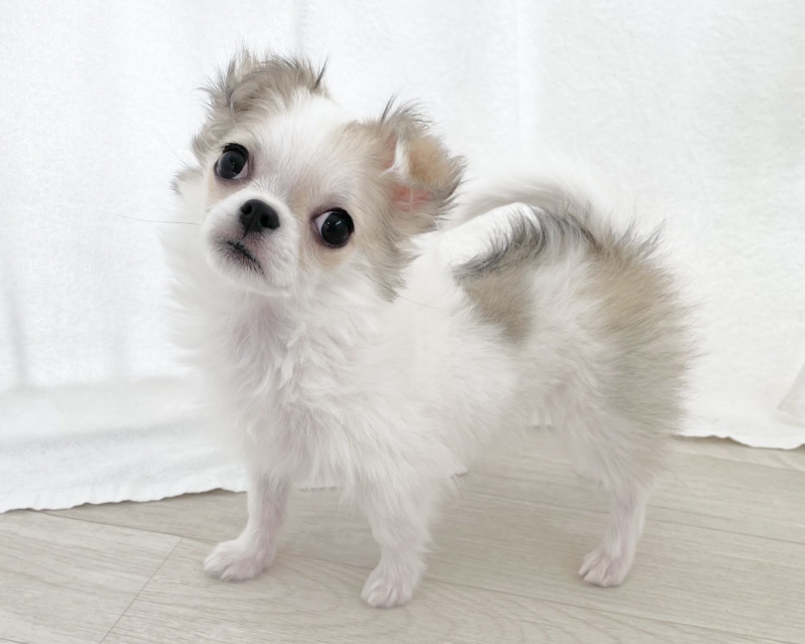 群馬県のチワワ(ロング) (かねだいペットトライアル桐生/2025年10月28日生まれ/女の子/ホワイトレッド)の子犬の3枚目の画像