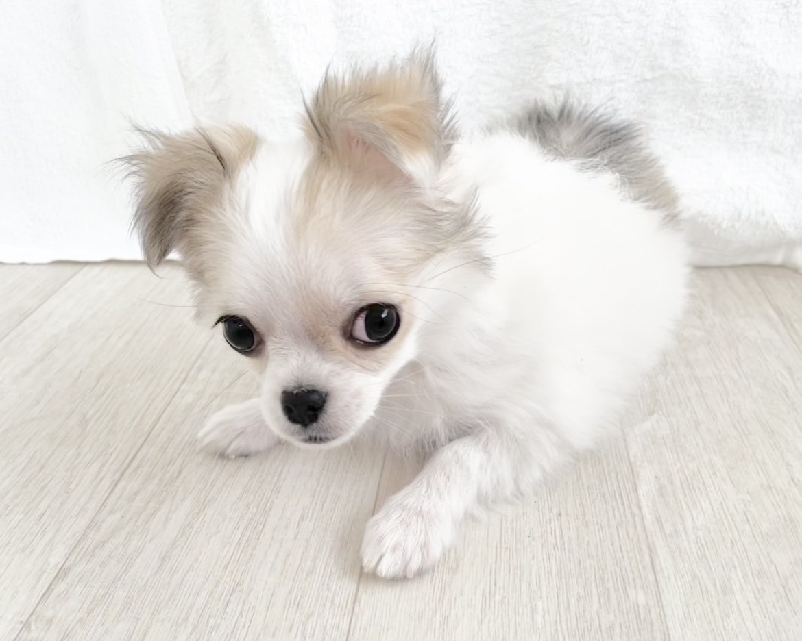 群馬県のチワワ(ロング) (かねだいペットトライアル桐生/2025年10月28日生まれ/女の子/ホワイトレッド)の子犬の2枚目の画像