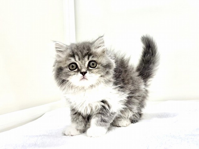 東京都のスコティッシュフォールド (かねだい本町田店/2025年12月14日生まれ/女の子/ブルータビーホワイト)の子猫の1枚目の画像