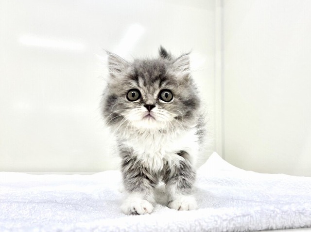 東京都のスコティッシュフォールド (かねだい本町田店/2025年12月14日生まれ/女の子/ブルータビーホワイト)の子猫の2枚目の画像