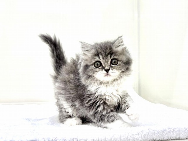 東京都のスコティッシュフォールド (かねだい本町田店/2025年12月14日生まれ/女の子/ブルータビーホワイト)の子猫の3枚目の画像