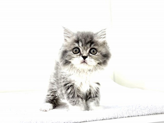 東京都のスコティッシュフォールド (かねだい本町田店/2025年12月14日生まれ/女の子/ブルータビーホワイト)の子猫の4枚目の画像