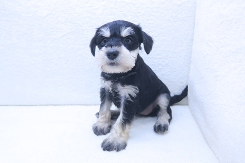 神奈川県のミニチュアシュナウザー (かねだい海老名店/2025年12月12日生まれ/女の子/ブラックシルバー)の子犬