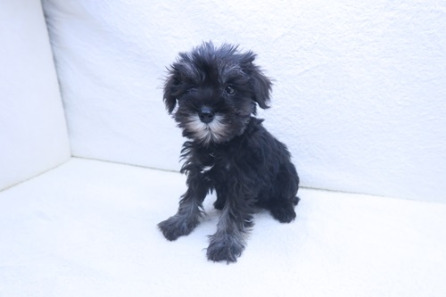 神奈川県のミニチュアシュナウザー (かねだい海老名店/2025年12月12日生まれ/女の子/ブラックシルバー)の子犬