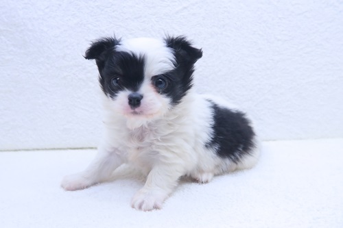 神奈川県のチワワ(ロング) (かねだい海老名店/2025年12月13日生まれ/男の子/ブラックホワイト)の子犬