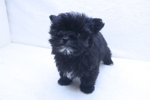 神奈川県のマルプー(マルチーズ×プードル) (かねだい海老名店/2025年12月13日生まれ/女の子/ブラック)の子犬