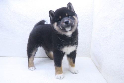 神奈川県の柴犬(標準サイズ) (かねだい海老名店/2025年12月12日生まれ/女の子/黒)の子犬