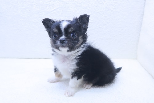 神奈川県のチワワ(ロング) (かねだい海老名店/2025年12月13日生まれ/男の子/ブラックタンホワイト)の子犬