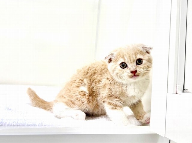 東京都のスコティッシュフォールド (かねだい本町田店/2025年12月13日生まれ/女の子/クリームタビーホワイト)の子猫の1枚目の画像