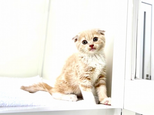 東京都のスコティッシュフォールド (かねだい本町田店/2025年12月13日生まれ/女の子/クリームタビーホワイト)の子猫の3枚目の画像