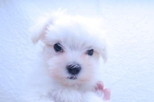 神奈川県のマルチーズ (かねだい海老名店/2025年12月13日生まれ/男の子/ホワイト)の子犬