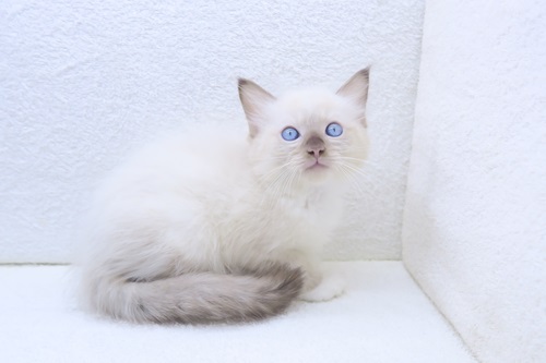 神奈川県のラグドール (かねだい海老名店/2025年12月13日生まれ/男の子/シールポイントミテッド)の子猫