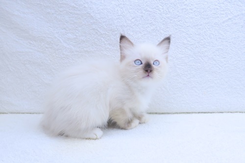 神奈川県のラグドール (かねだい海老名店/2025年12月13日生まれ/女の子/シールポイントミテッド)の子猫