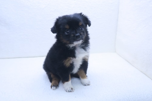 神奈川県のチワプー/プーチー(チワワ×プードル) (かねだい海老名店/2025年12月12日生まれ/女の子/ブラックタンホワイト)の子犬