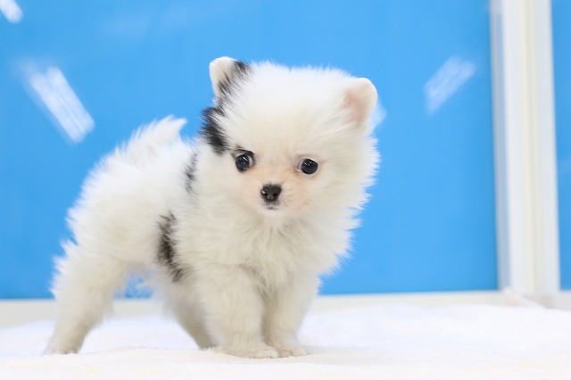 オーダー パネル購入 チワワちゃん かわいい♡チワワちゃんオーダー