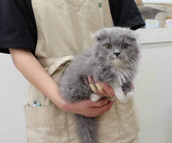 神奈川県のスコティッシュフォールド (かねだい伊勢原店/2025年11月15日生まれ/男の子/ブルーホワイト)の子猫