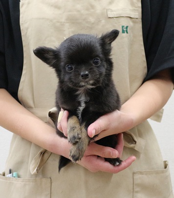 神奈川県のチワワ(ロング) (かねだい伊勢原店/2025年12月15日生まれ/男の子/ブラックタンホワイト)の子犬