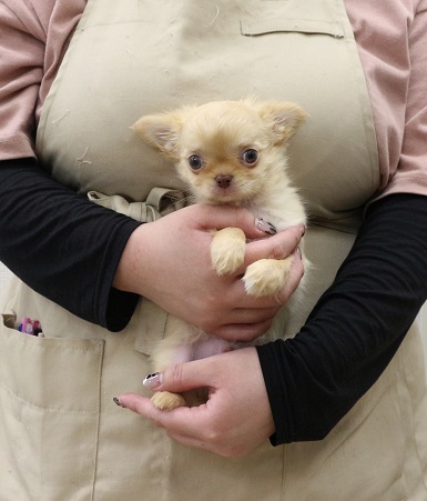 神奈川県のチワワ(ロング) (かねだい伊勢原店/2025年12月9日生まれ/男の子/クリーム)の子犬