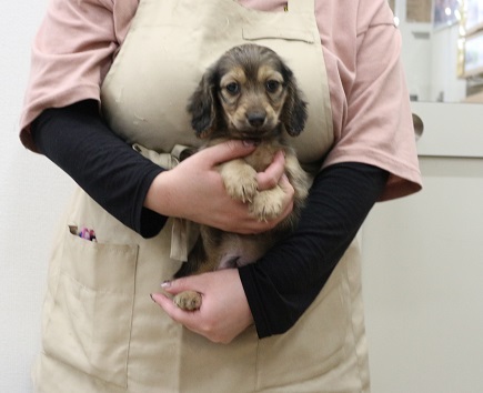 神奈川県のミニチュアダックスフンド(ロング) (かねだい伊勢原店/2025年12月12日生まれ/男の子/シェーデットイエロー)の子犬