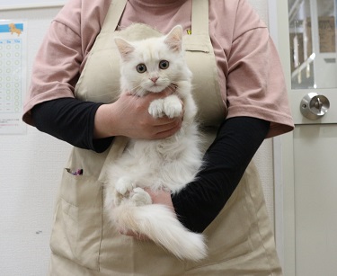 神奈川県のミヌエット (かねだい伊勢原店/2025年11月20日生まれ/男の子/クリームタビー)の子猫