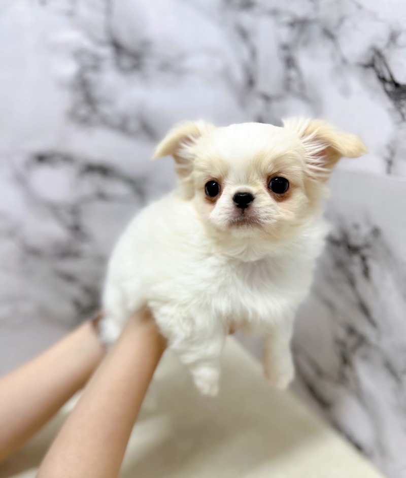 わたし犬ですか？］ SP．スーパーワン - ぷち*ぷち*ぷち