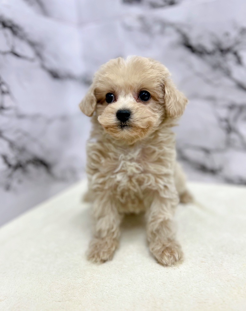 価格の安い◾️犬MIX【父:トイプードル 3.2kg×母:ビション 5.4kg】♀【動画あり】 / 株式会社かねだい