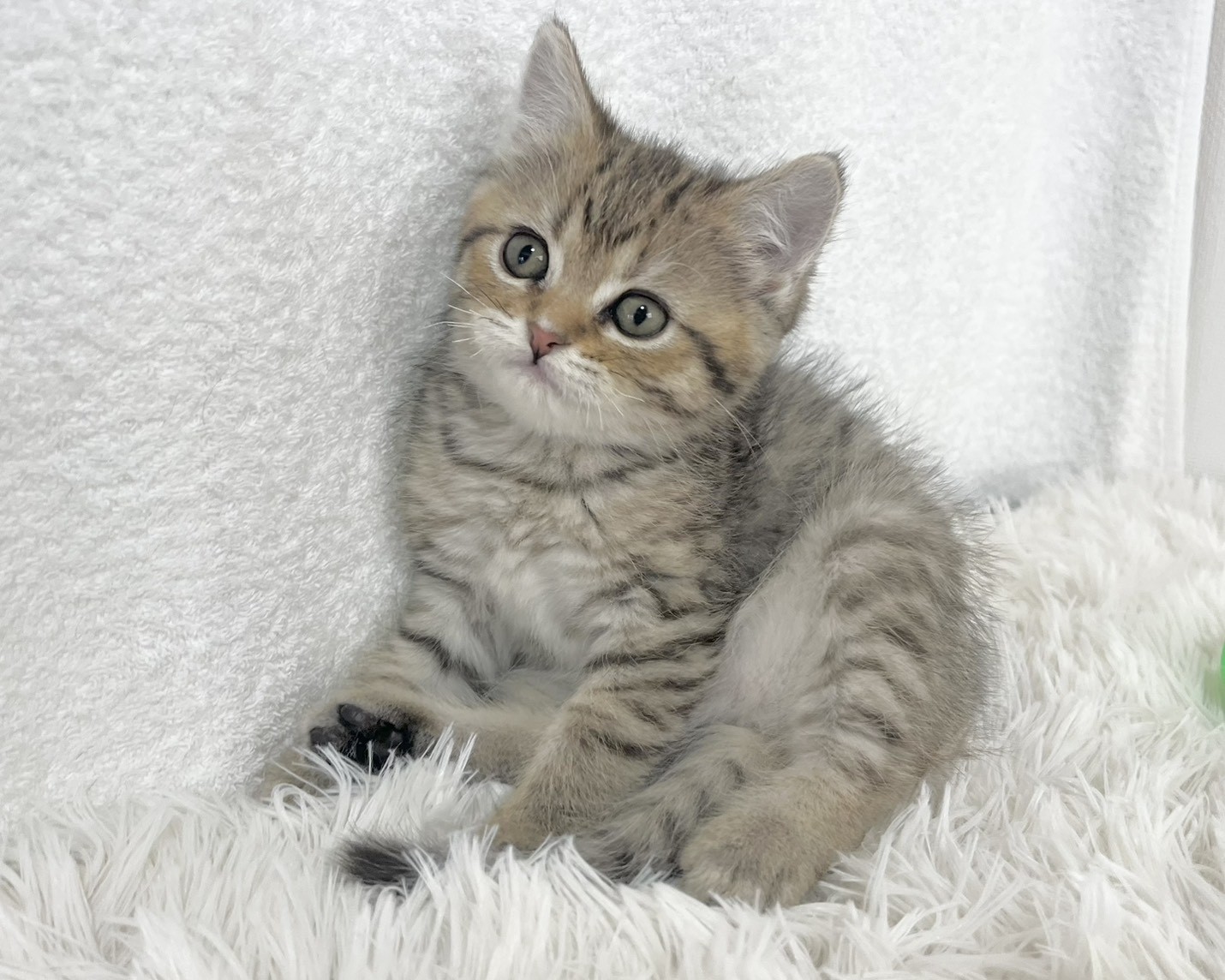 群馬県のハーフ猫・ミックス猫 (かねだいペットトライアル桐生/2025年12月13日生まれ/女の子/レッドタビーホワイト)の子猫