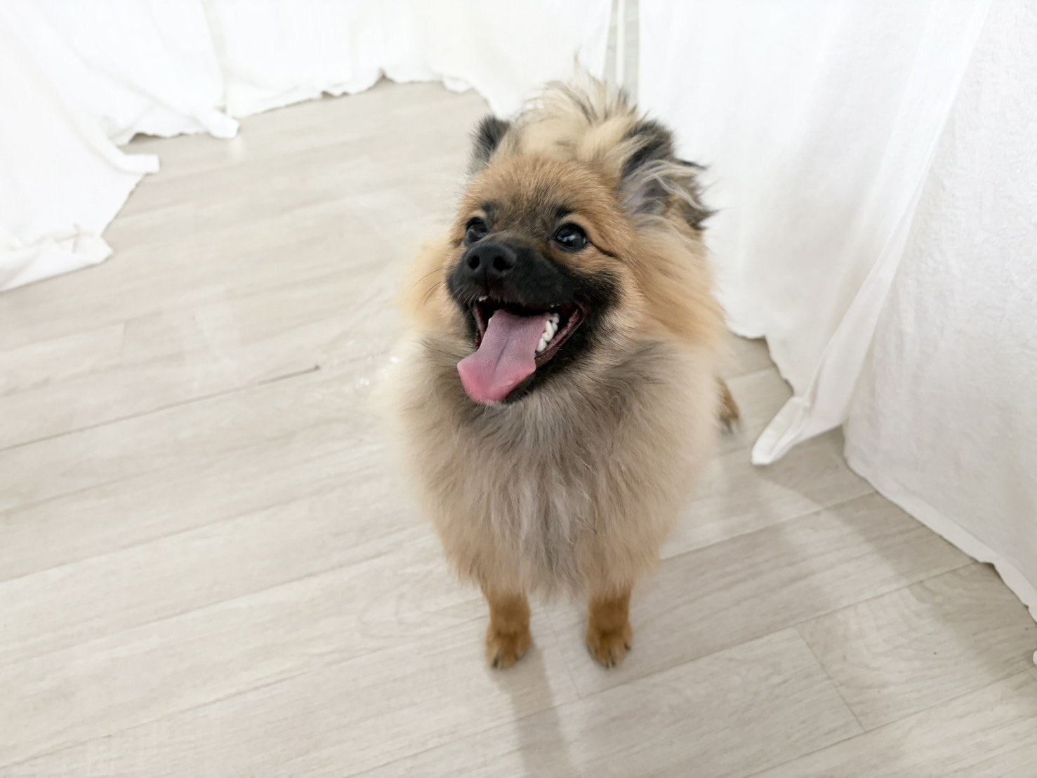 群馬県のポメラニアン (かねだいペットトライアル桐生/2025年8月4日生まれ/男の子/オレンジセーブル)の子犬の3枚目の画像