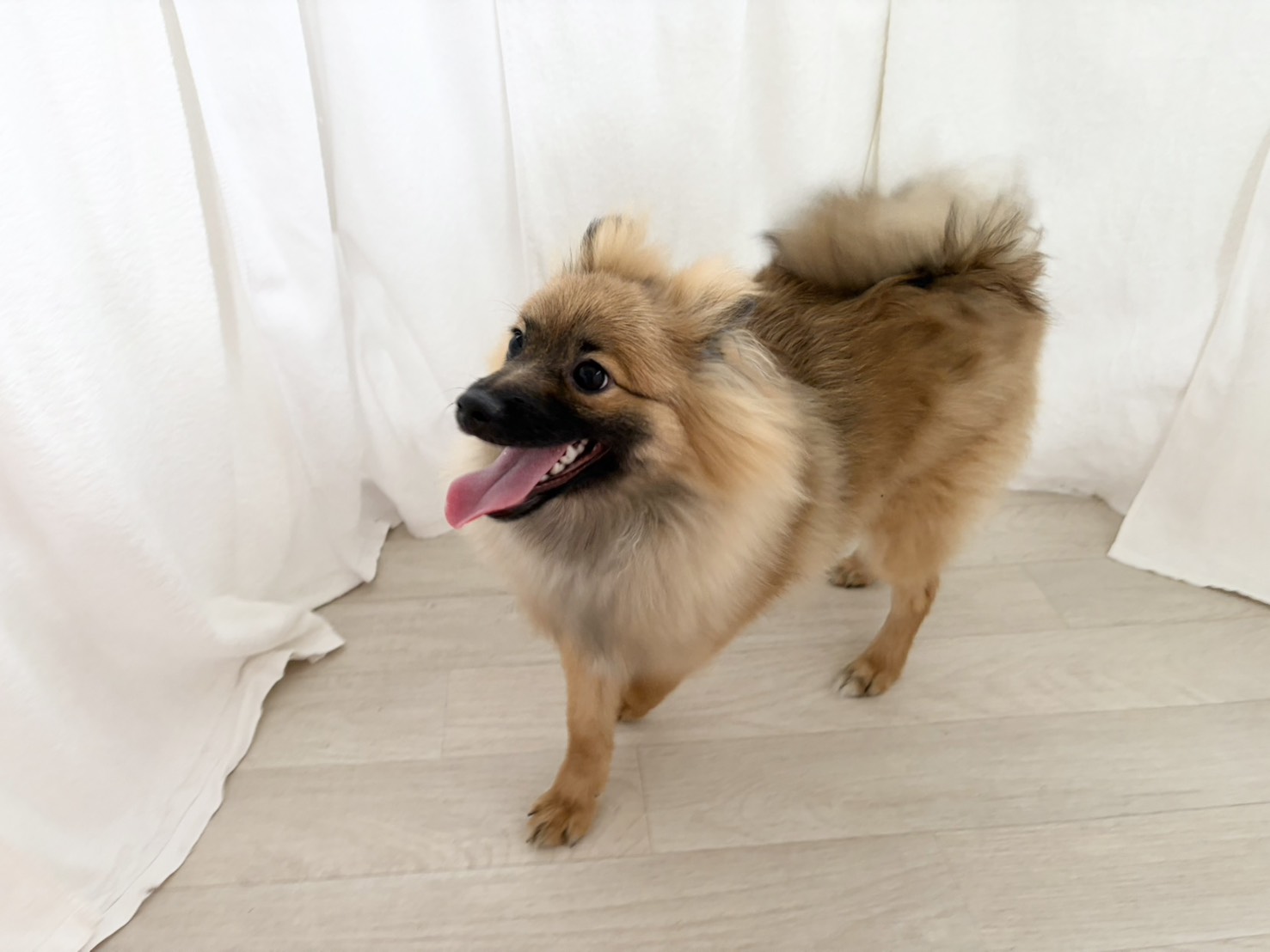 群馬県のポメラニアン (かねだいペットトライアル桐生/2025年8月4日生まれ/男の子/オレンジセーブル)の子犬の4枚目の画像