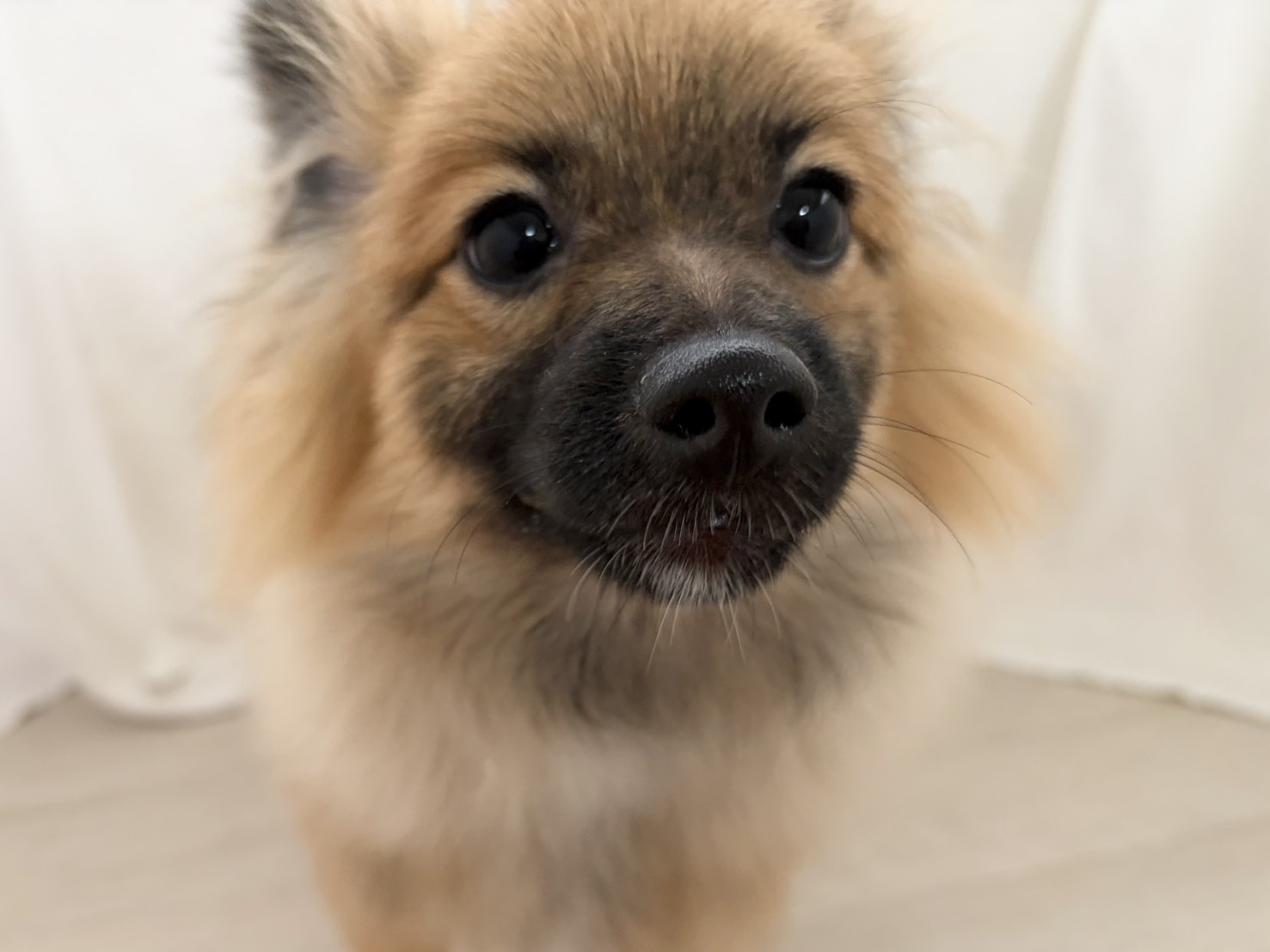 群馬県のポメラニアン (かねだいペットトライアル桐生/2025年8月4日生まれ/男の子/オレンジセーブル)の子犬の2枚目の画像