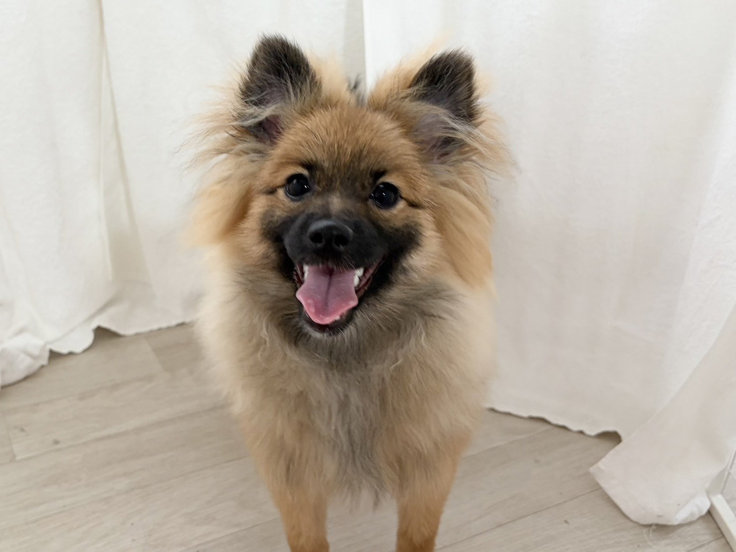 群馬県のポメラニアン (かねだいペットトライアル桐生/2025年8月4日生まれ/男の子/オレンジセーブル)の子犬の1枚目の画像