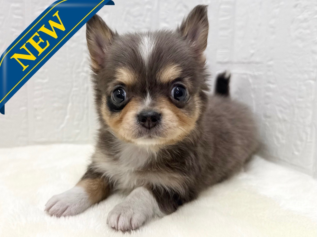 東京都のチワワ(ロング) (かねだい青梅店/2025年12月16日生まれ/男の子/ブルーマール)の子犬の1枚目の画像