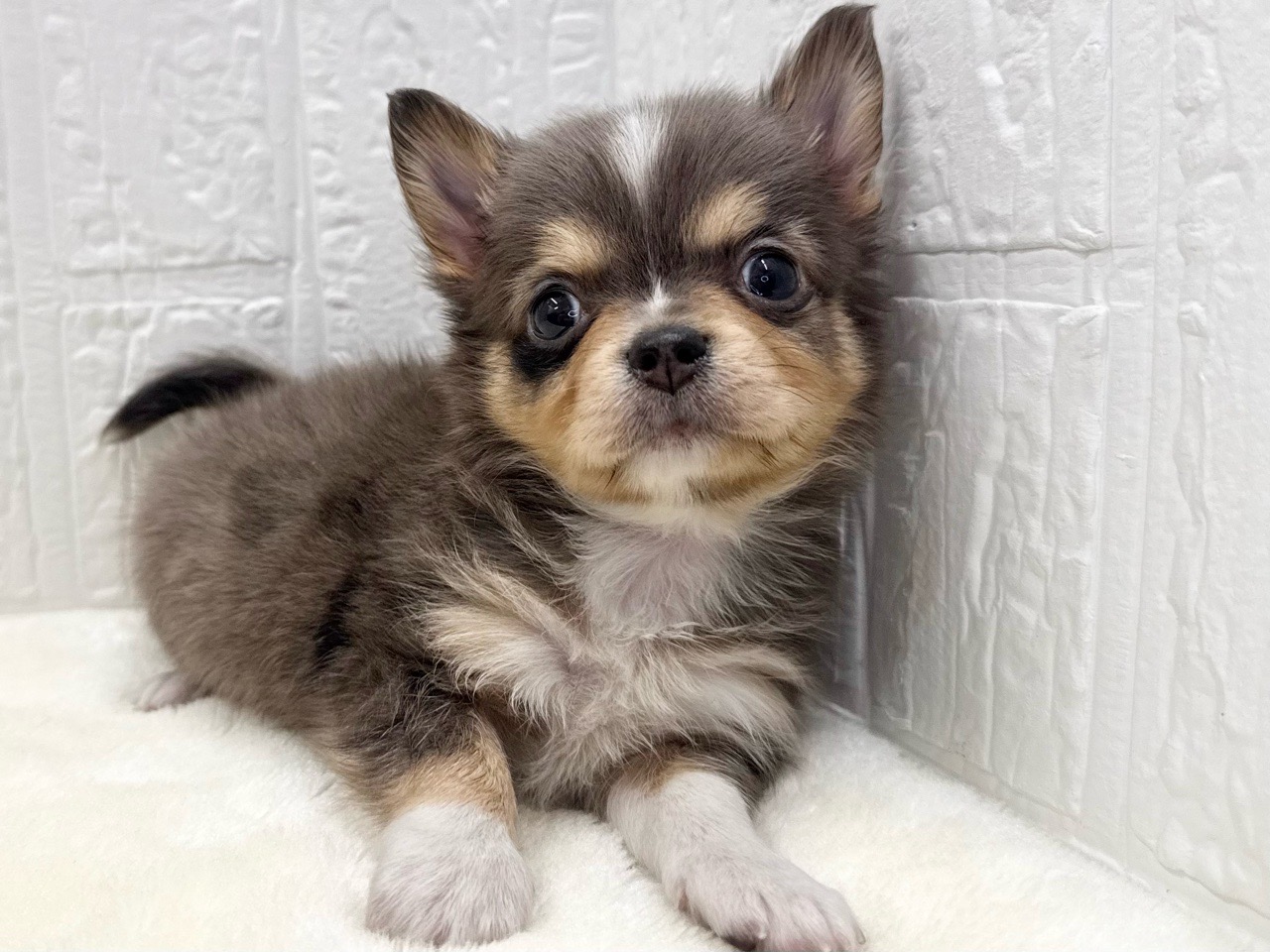 東京都のチワワ(ロング) (かねだい青梅店/2025年12月16日生まれ/男の子/ブルーマール)の子犬の3枚目の画像