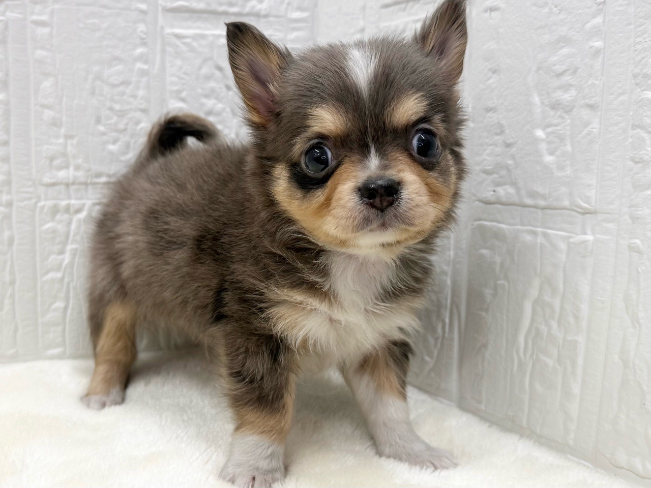 東京都のチワワ(ロング) (かねだい青梅店/2025年12月16日生まれ/男の子/ブルーマール)の子犬の4枚目の画像