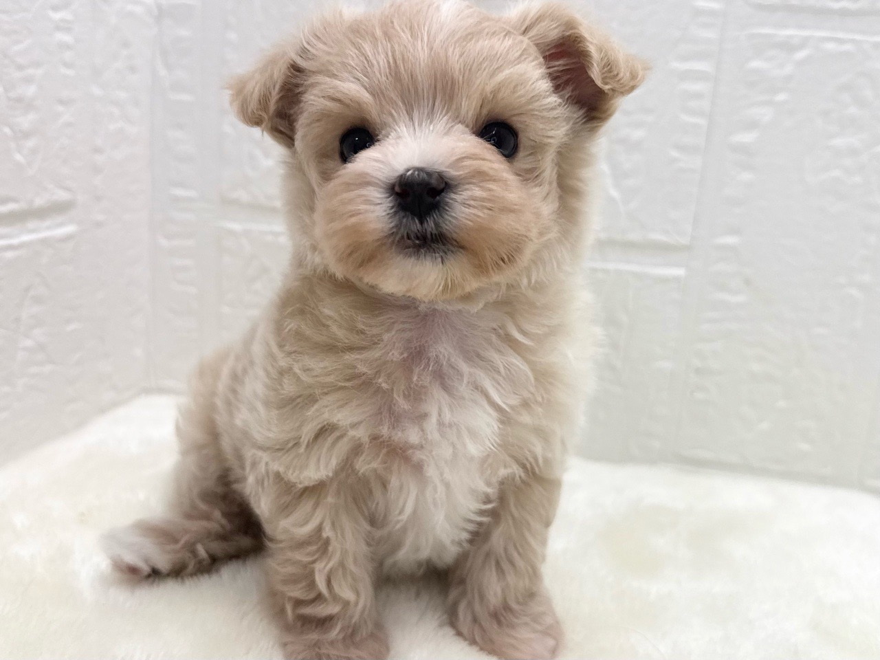 東京都のマルプー(マルチーズ×プードル) (かねだい青梅店/2025年12月15日生まれ/女の子/アプリコット)の子犬の2枚目の画像