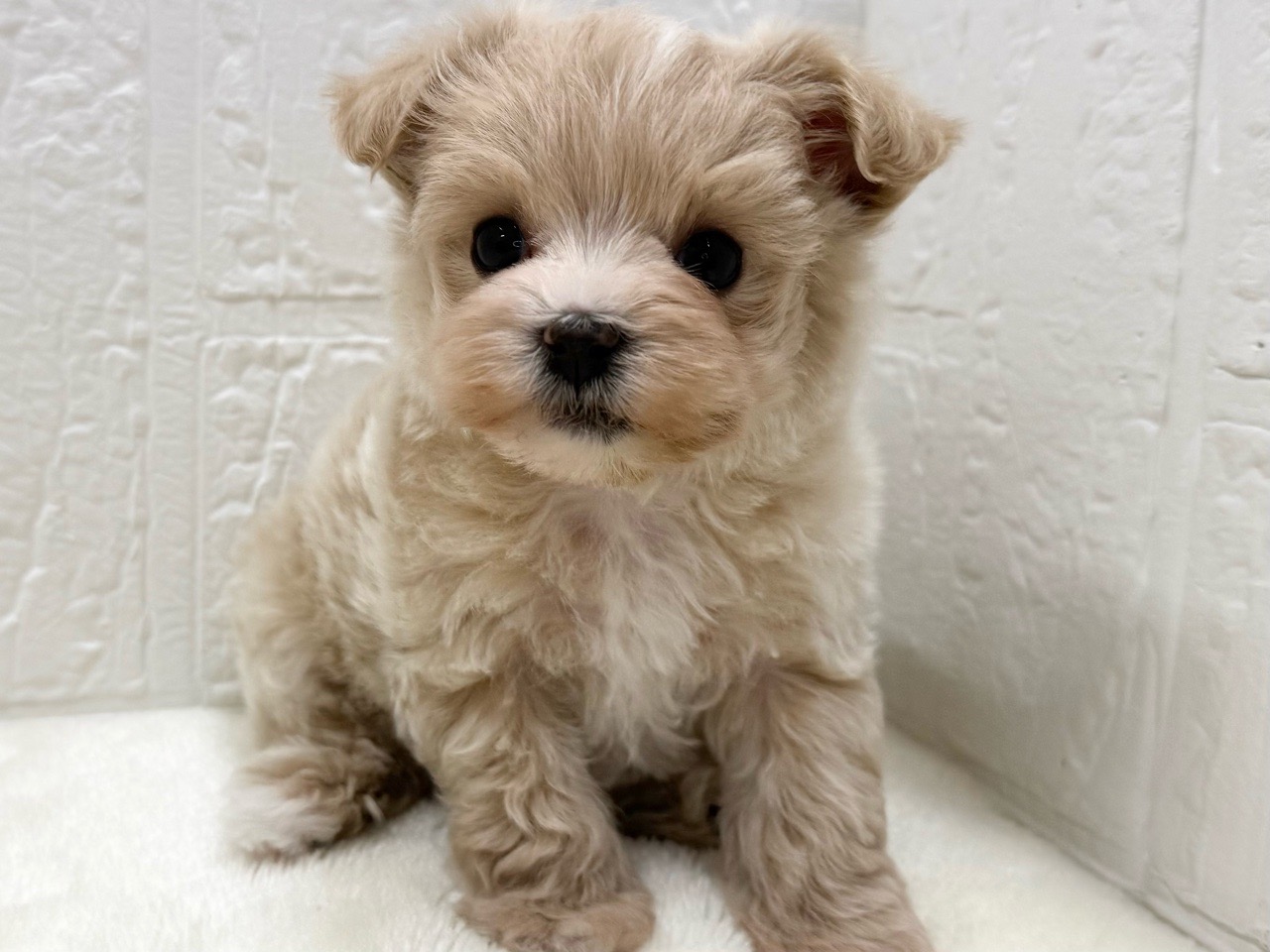 東京都のマルプー(マルチーズ×プードル) (かねだい青梅店/2025年12月15日生まれ/女の子/アプリコット)の子犬の3枚目の画像