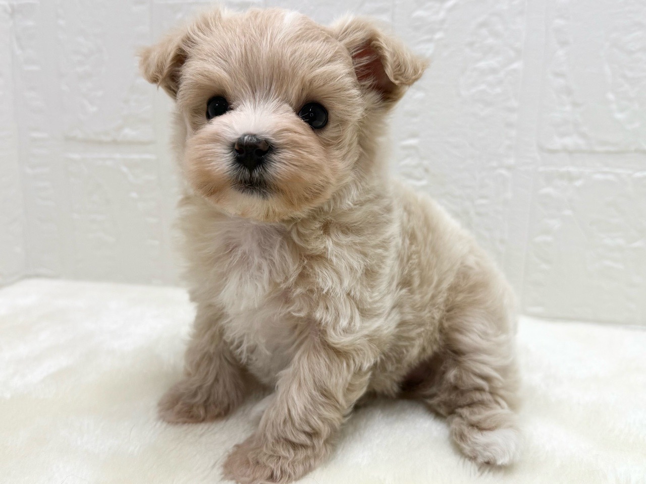 東京都のマルプー(マルチーズ×プードル) (かねだい青梅店/2025年12月15日生まれ/女の子/アプリコット)の子犬の4枚目の画像