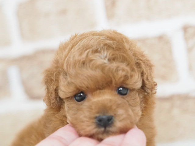 埼玉県のトイプードル(トイ) (かねだい戸田店/2025年12月16日生まれ/女の子/レッド)の子犬