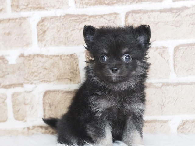 埼玉県のチワマル/マルチワ(チワワ×マルチーズ) (かねだい戸田店/2025年12月15日生まれ/男の子/ブラックタン)の子犬