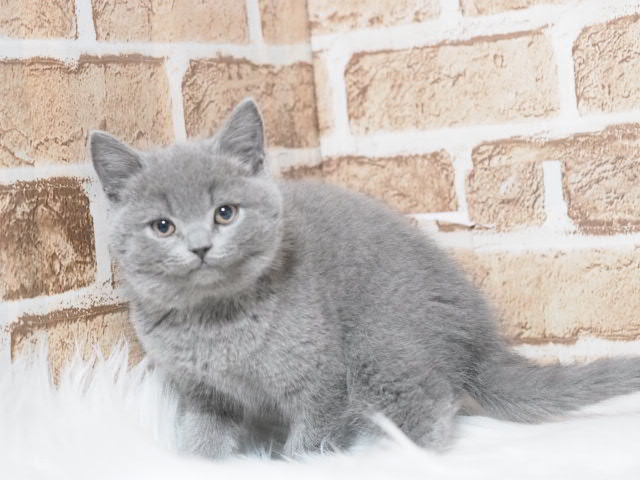埼玉県のブリティッシュショートヘアー (かねだい戸田店/2025年12月14日生まれ/男の子/ブルー)の子猫