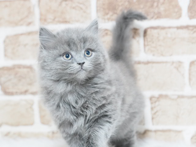 埼玉県のブリティッシュロングヘアー (かねだい戸田店/2025年12月14日生まれ/男の子/ブルー)の子猫